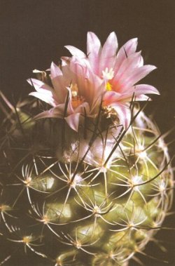 l immagine mosta un gimnocactus in fiore